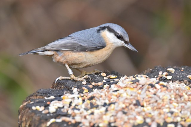 Nuthatch