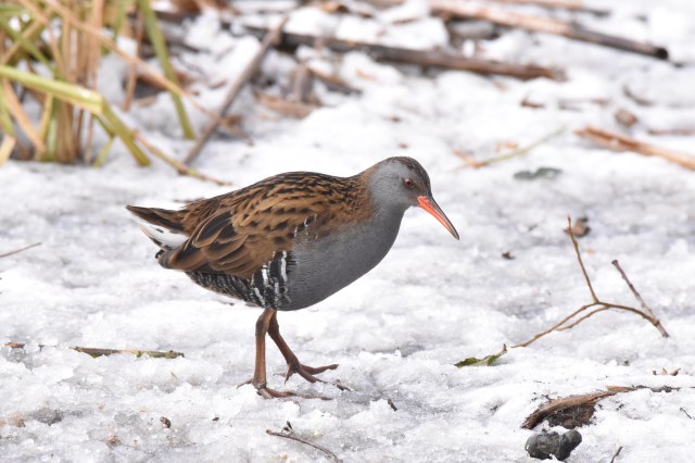 Water Rail