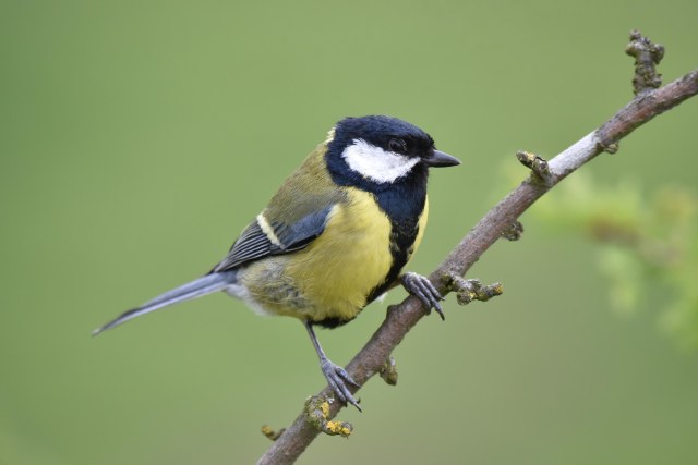 Great Tit