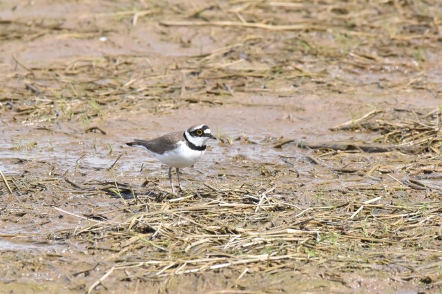Little Ringed Plover