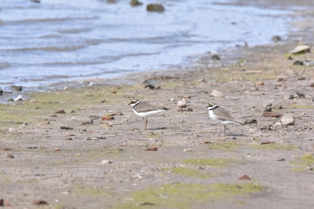 Little Ringed Plovers