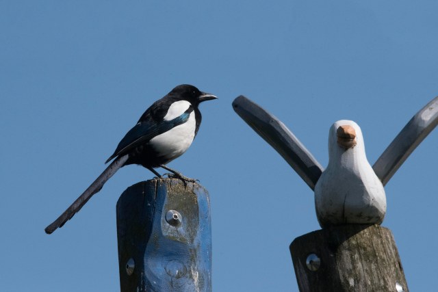 Magpie