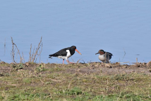 Oystercatcher &amp; Teal