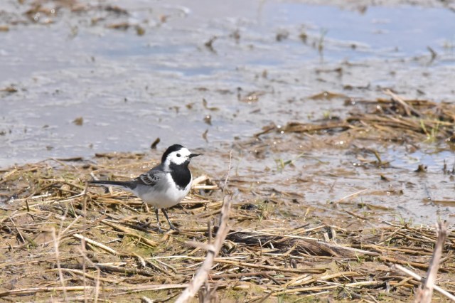 Pied Wagtail