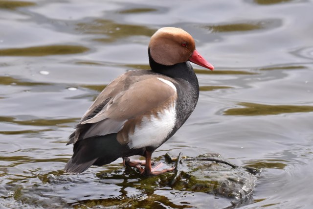 Red Crested Pochard