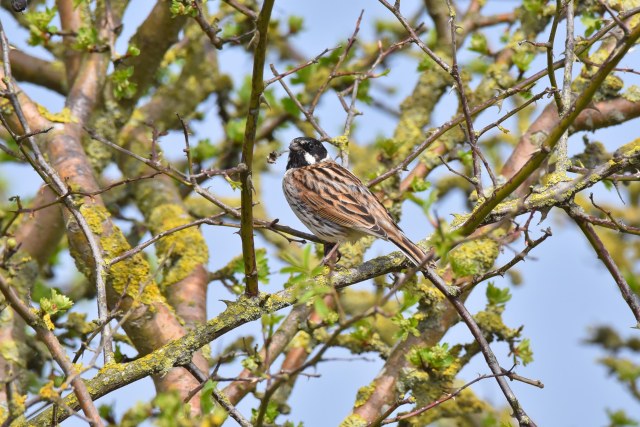 Reed Bunting