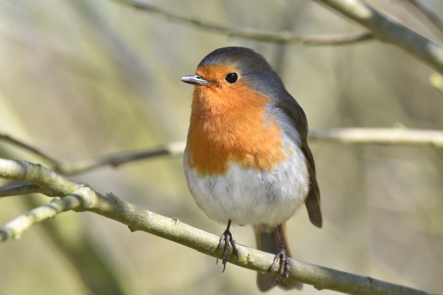 Robin