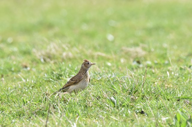 Skylark
