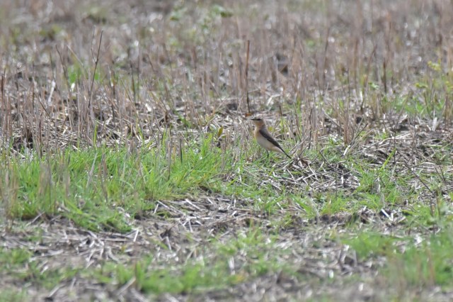 Wheatear