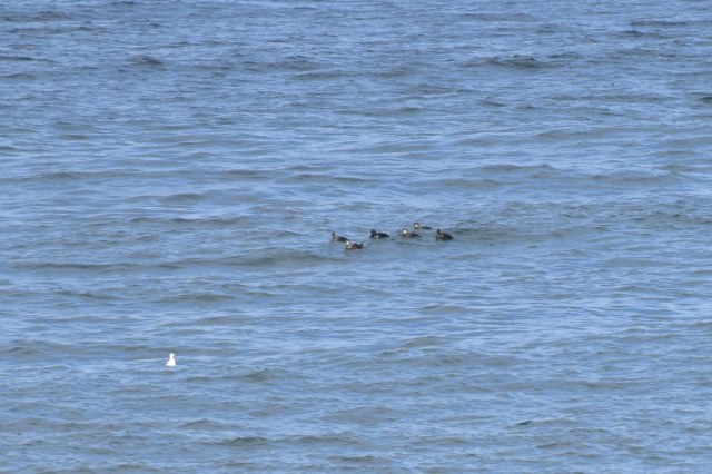 Common Scoter 2