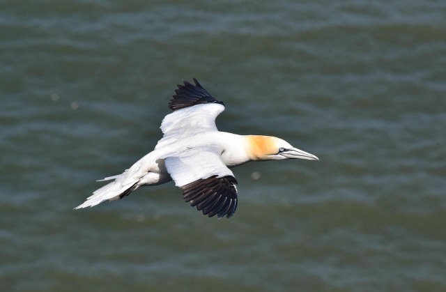 Gannet