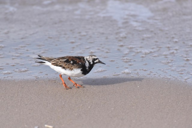 Turnstone