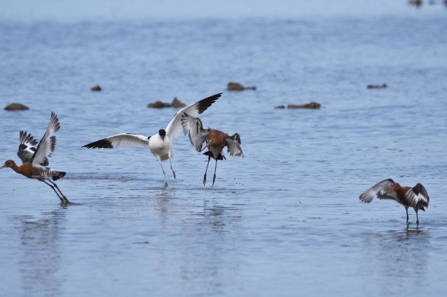 Cley 05 - Bullying Avocet