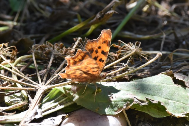 Comma Butterfly