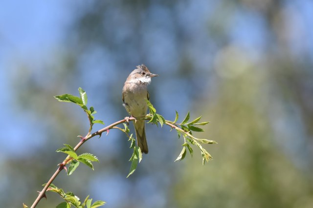 Common Whitethroat