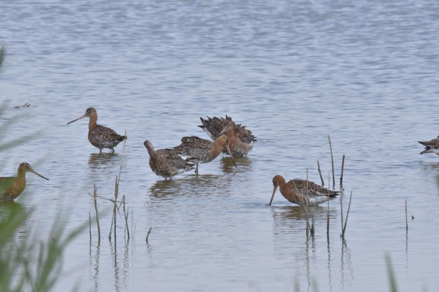 Godwits