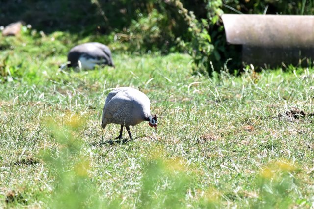 Guinea Fowl