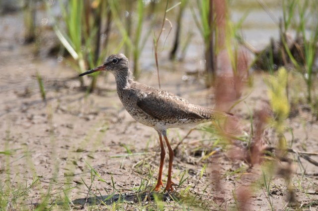 Redshank