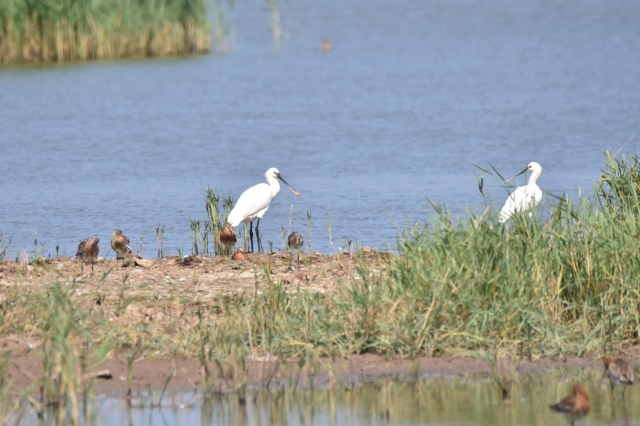 Spoonbill