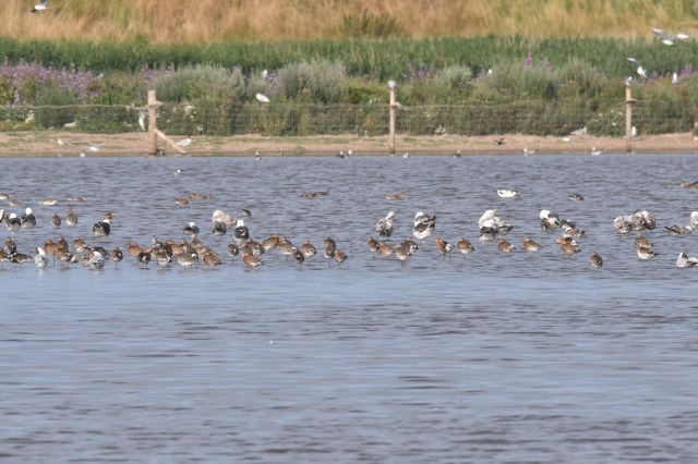 Titchwell 01 - assorted