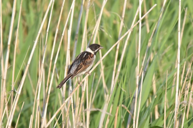 Titchwell 02 - Reed Bunting