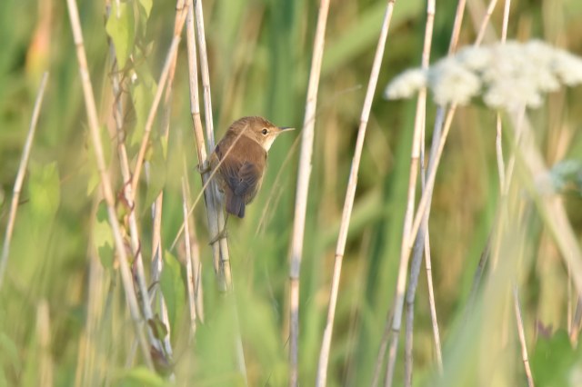 Titchwell 03 - Reed Warbler