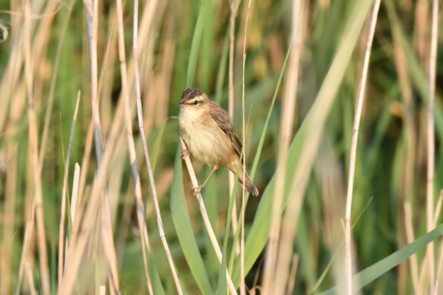 Titchwell 04 - Sedge Warbler