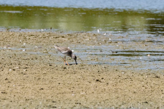 Wood Sandpiper