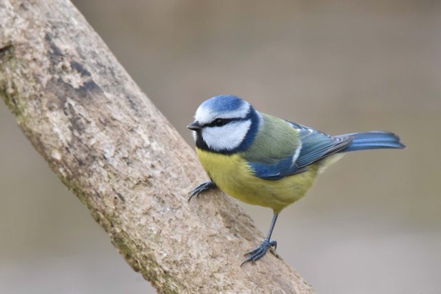 Blue Tit