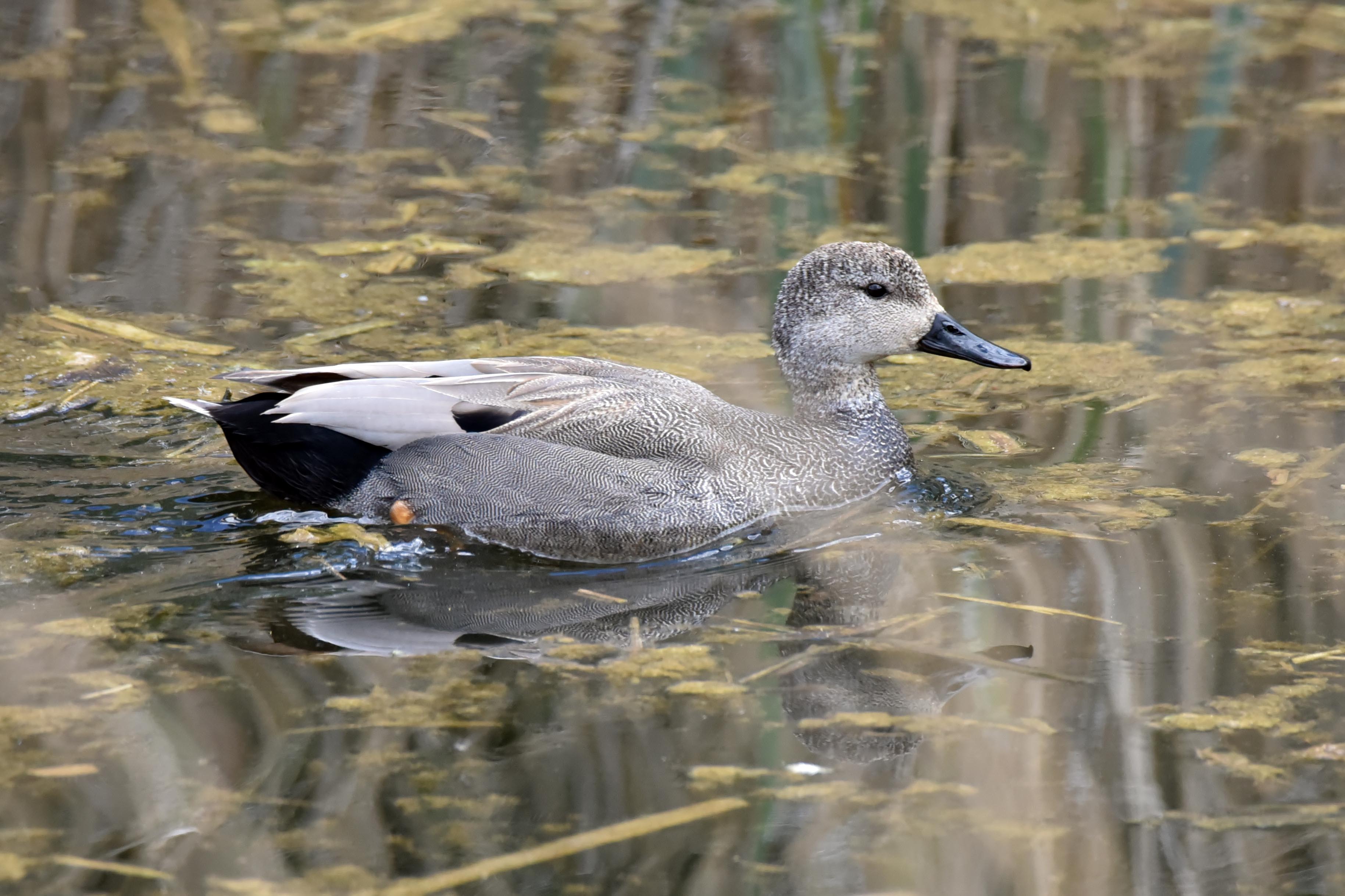 Gadwall