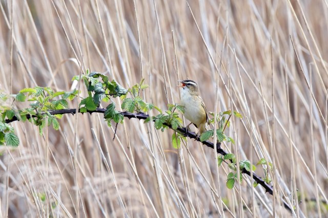 Sedge Warbler