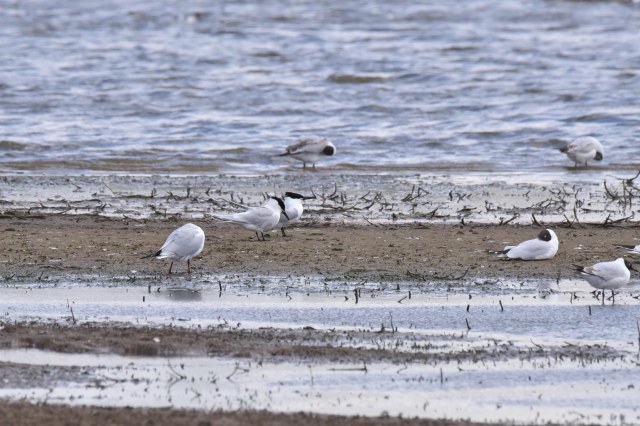 Sandwich Terns