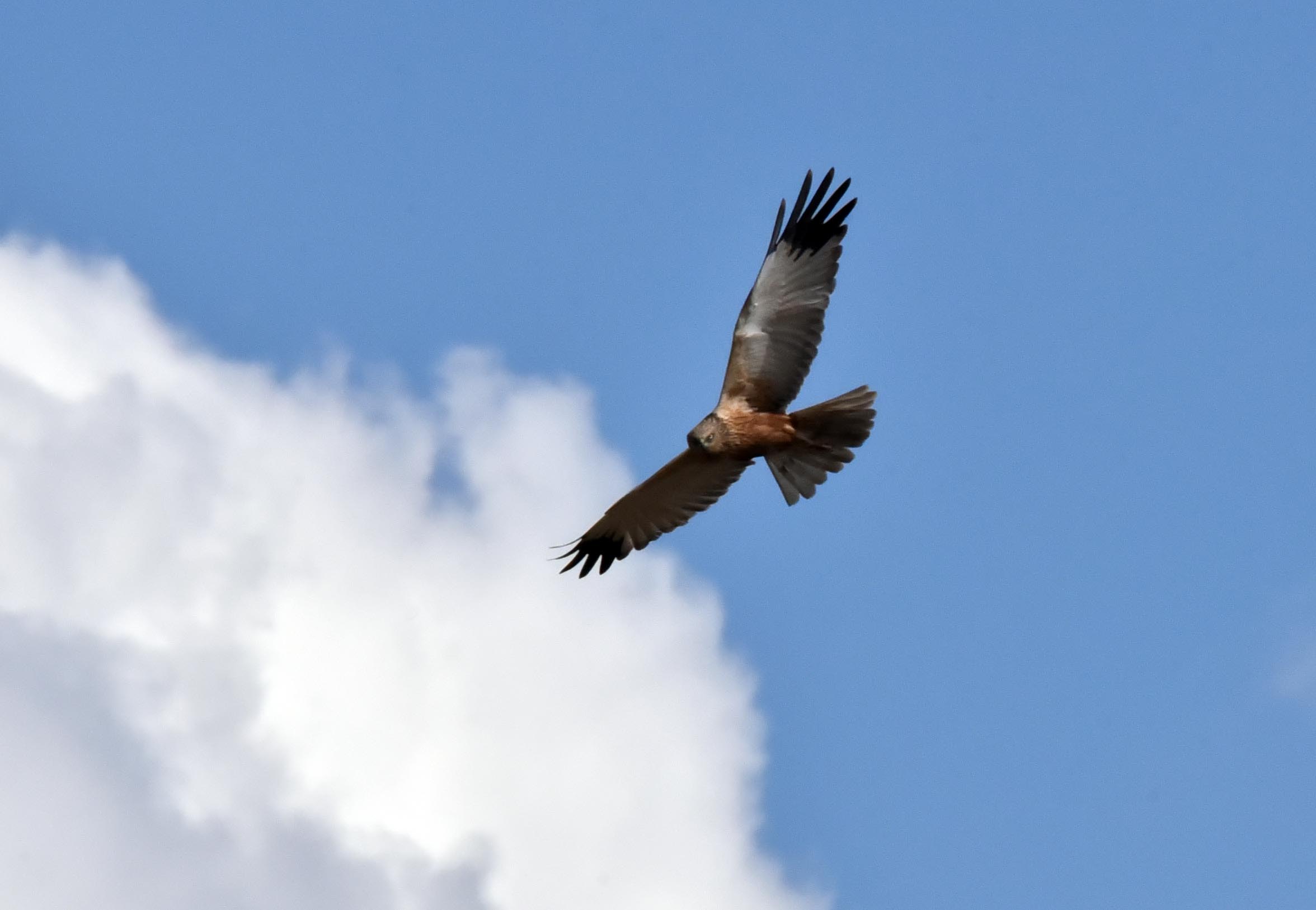Marsh Harrier