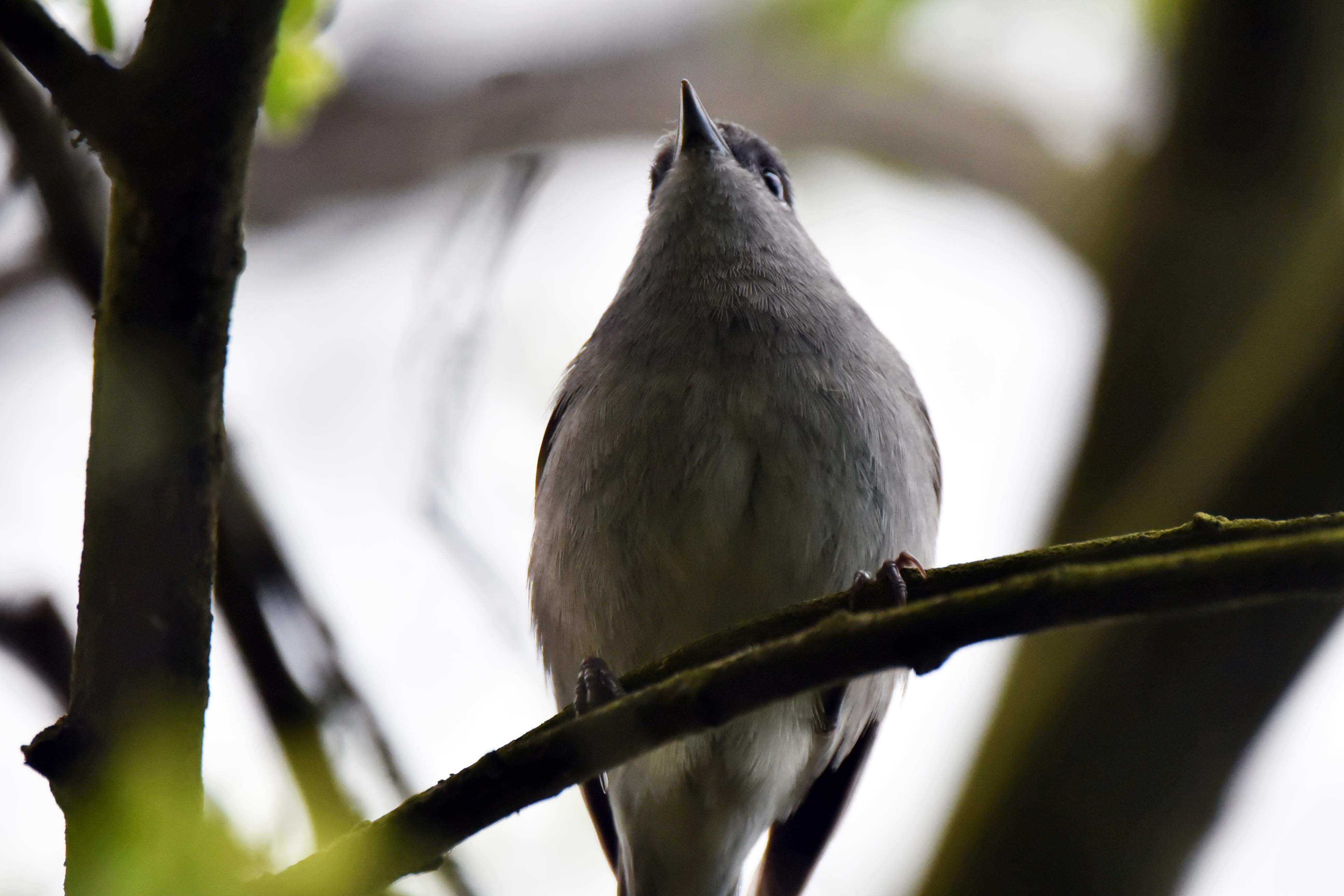 Blackcap