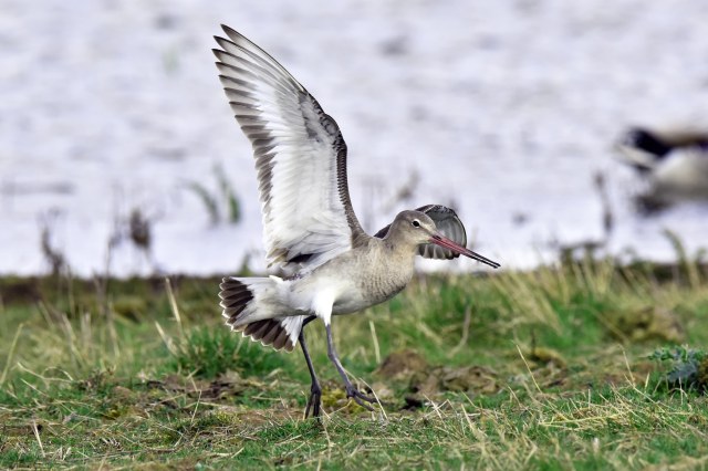 Black Tailed Godwit 2