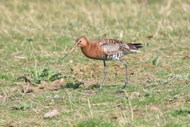 Black Tailed Godwit