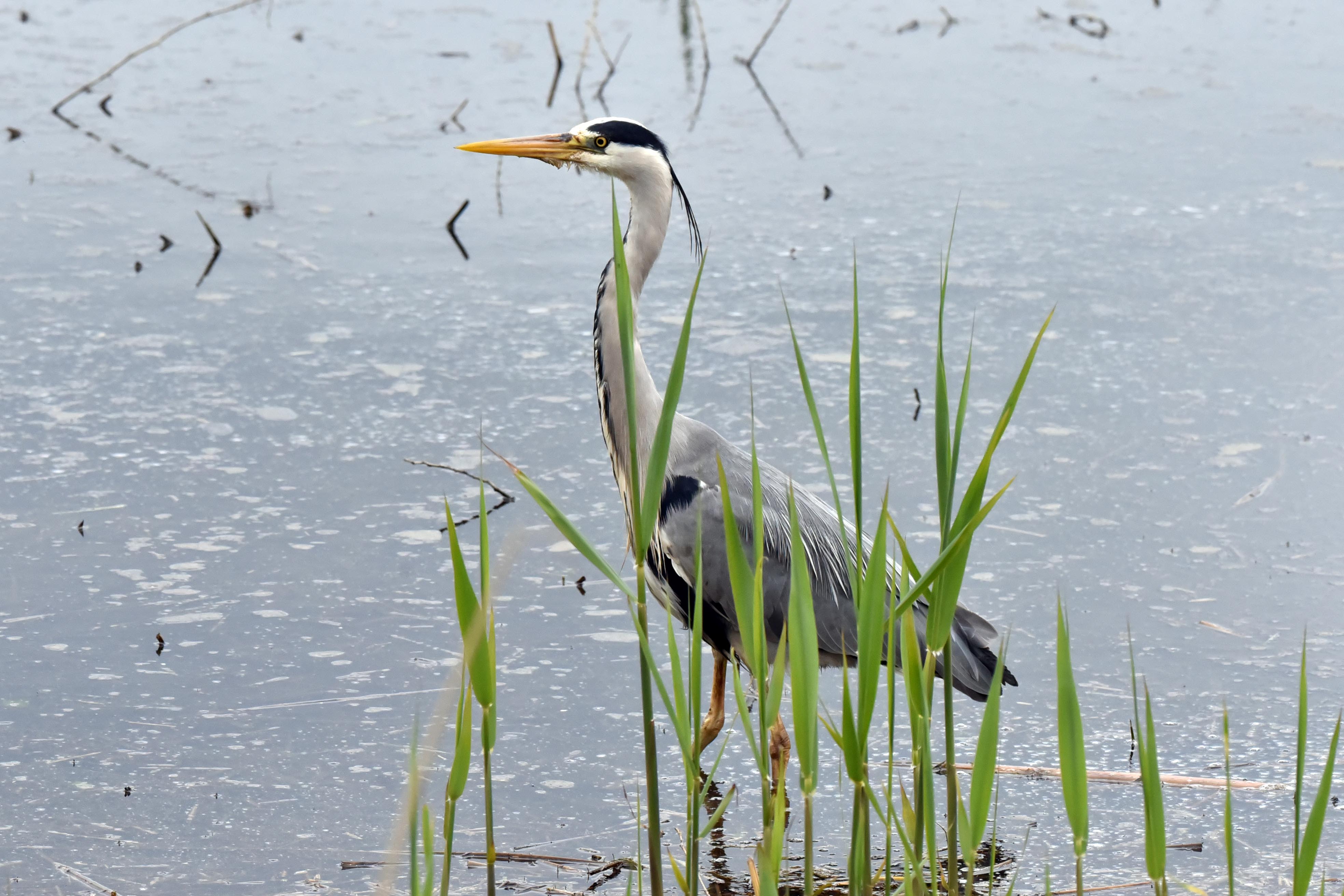 Grey Heron 01