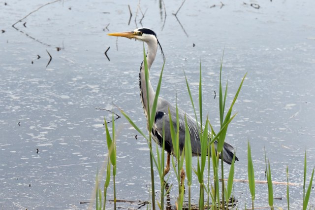 Grey Heron 01