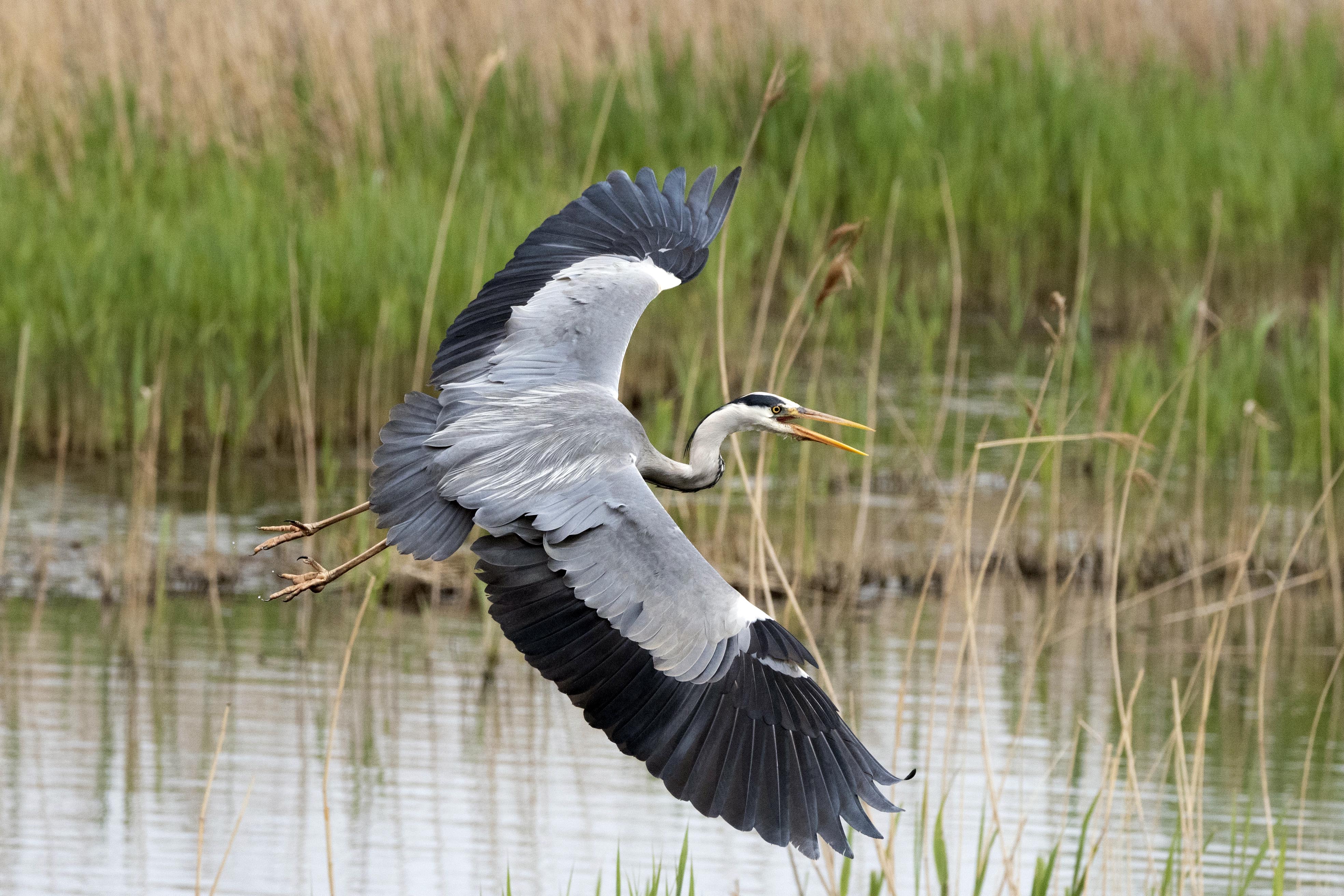 Grey Heron 02