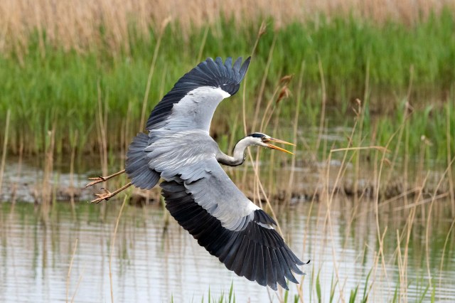 Grey Heron 02