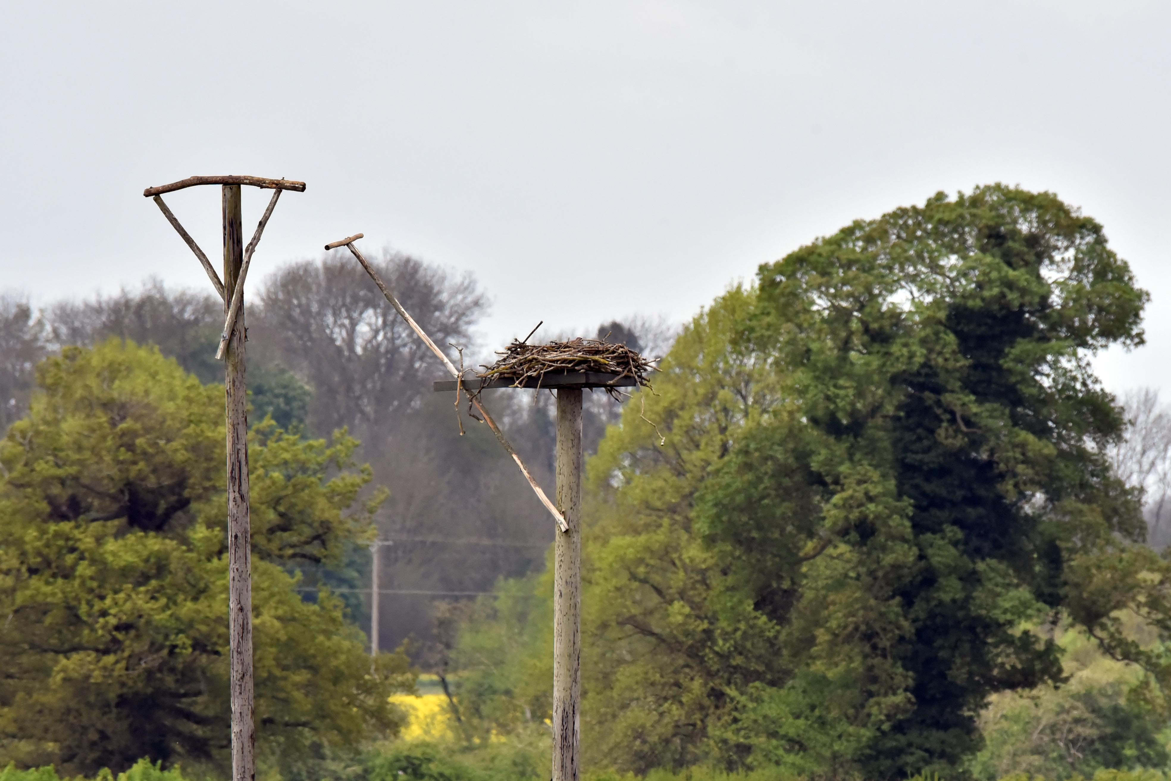 Osprey nest