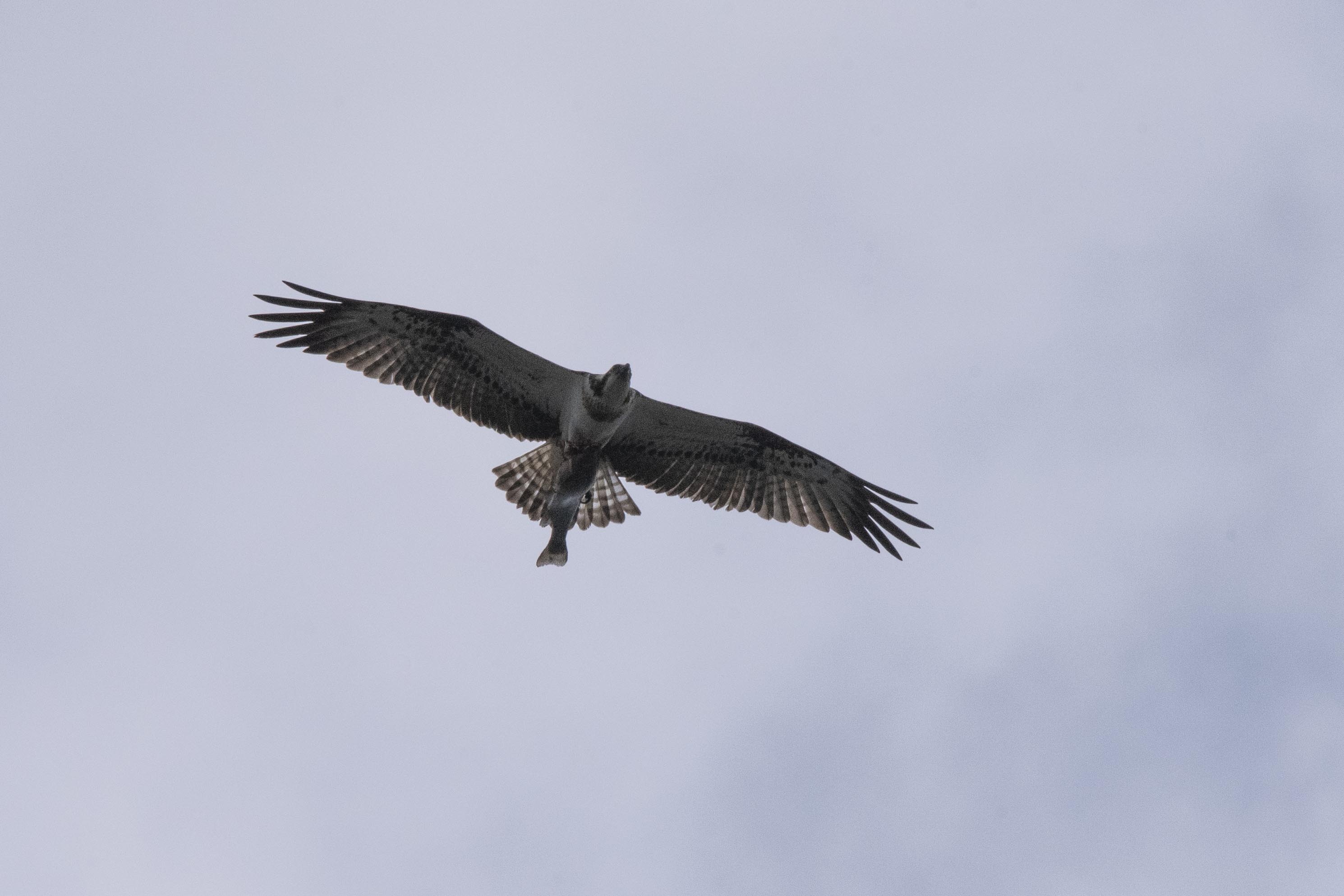 Osprey with Fish
