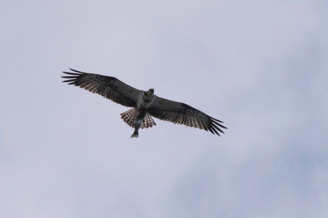 Osprey with Fish