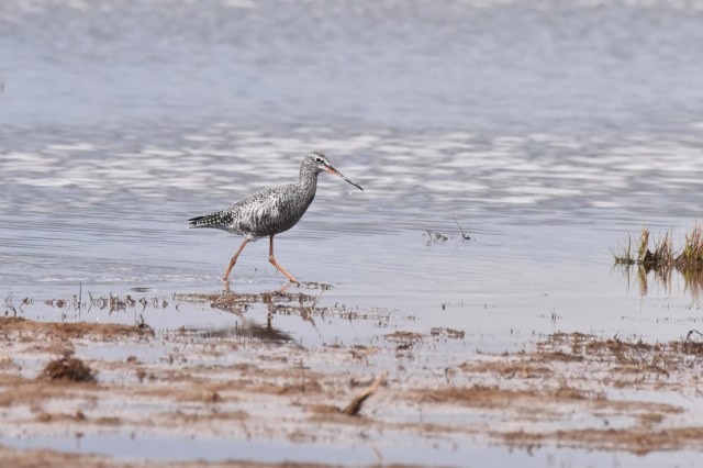 Spotted Redshank