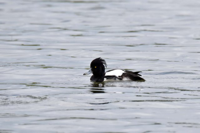 Tufted Duck