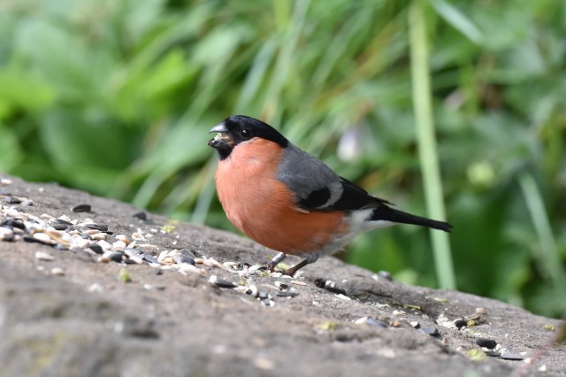 Bullfinch
