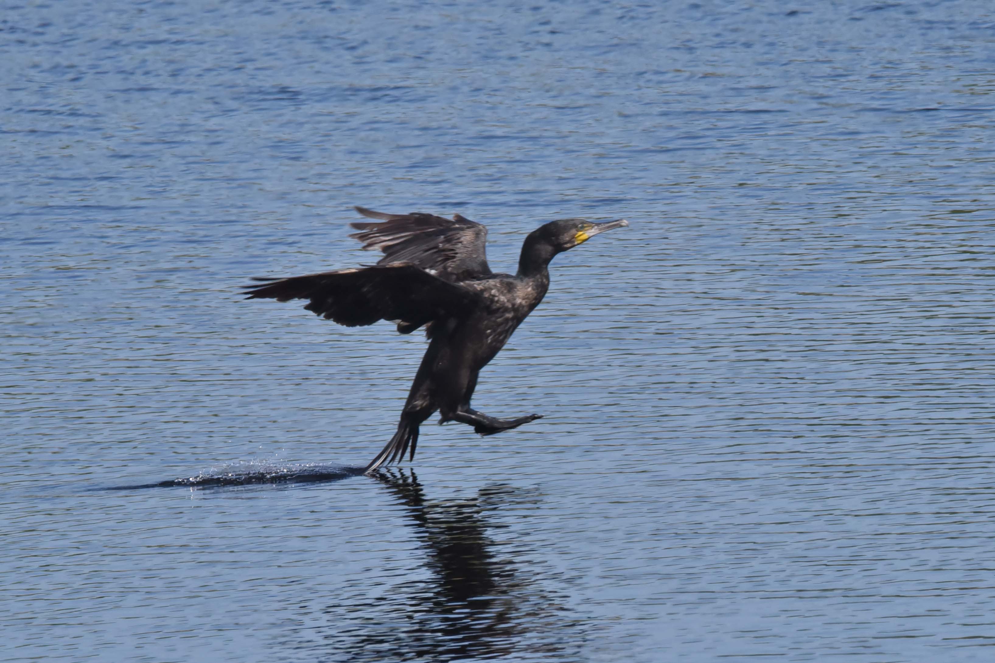 Cormorant