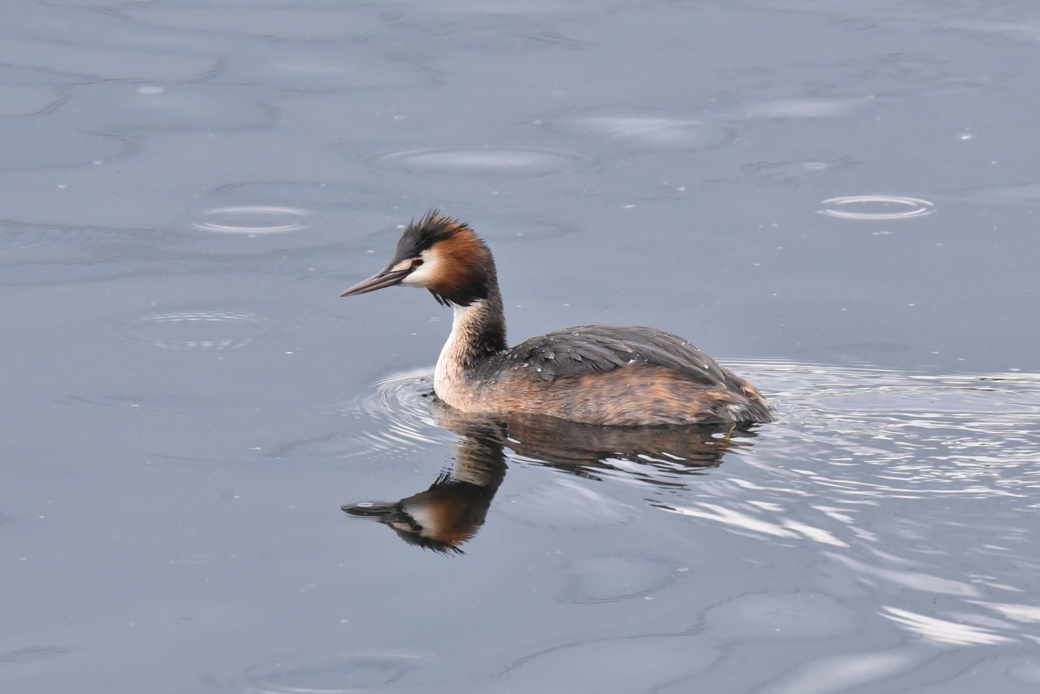 Great Crested Grebe