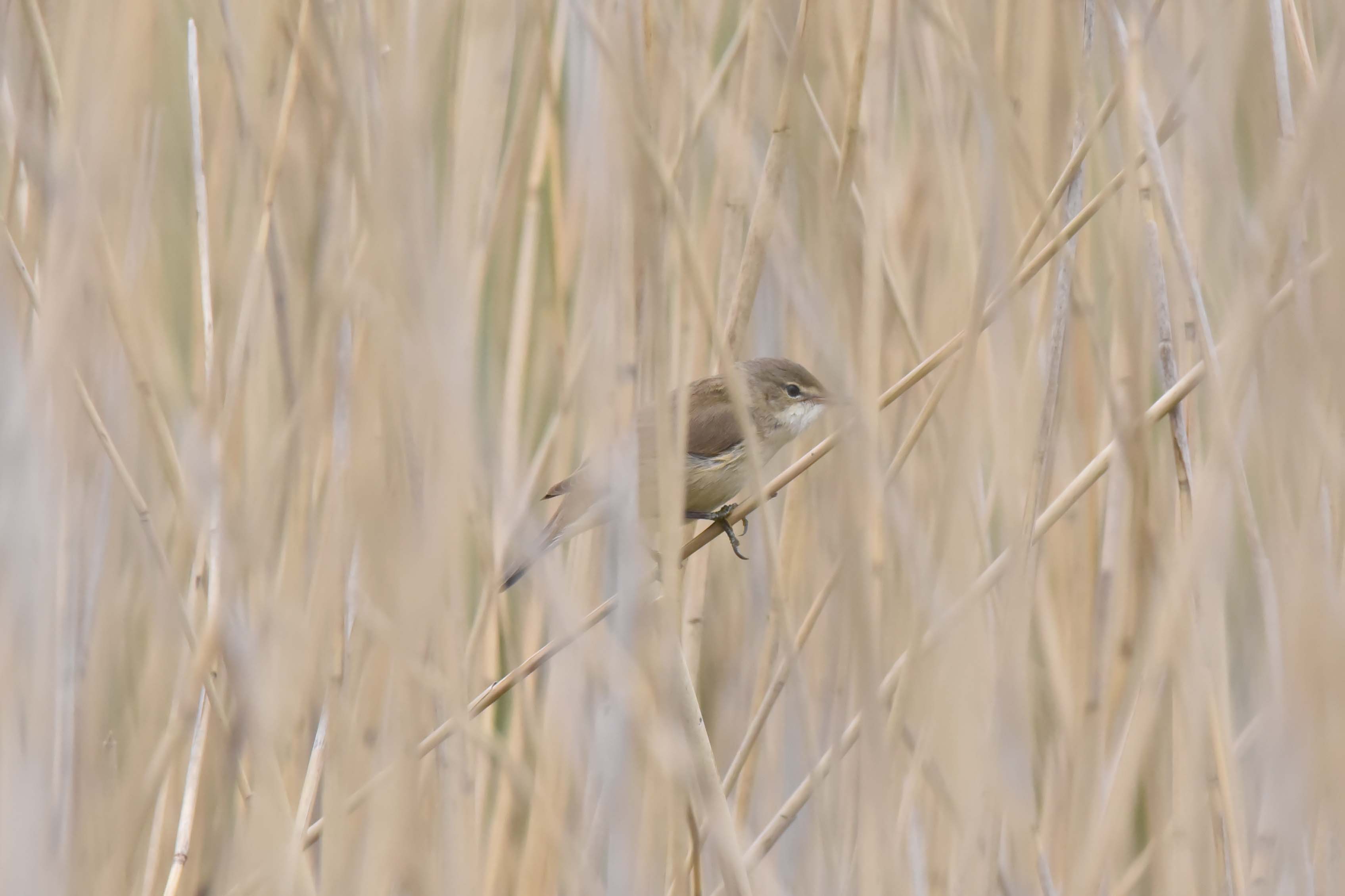 Reed Warbler