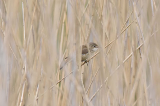 Reed Warbler